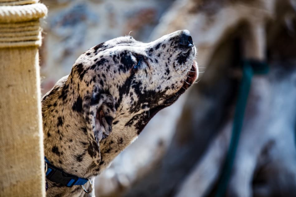 great dane howling