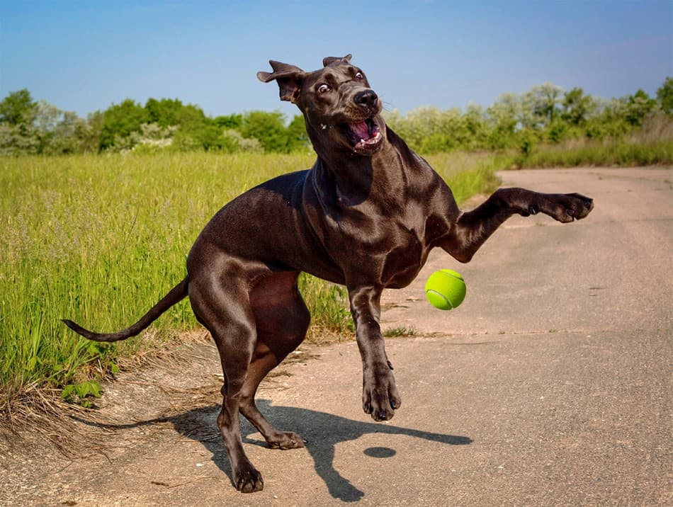 great dane jumping