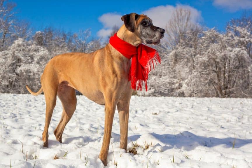 Do Great Danes Get a Winter Coat? Great Dane Care