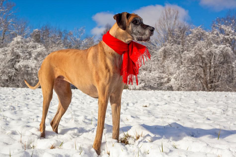 Do Great Danes Get a Winter Coat 