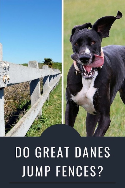 Do Great Danes Jump Fences? Great Dane Care