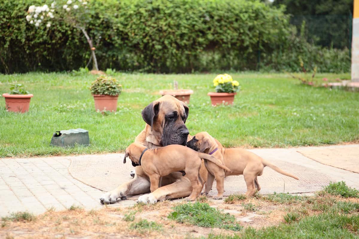 Pregnant dog belly of a great dane