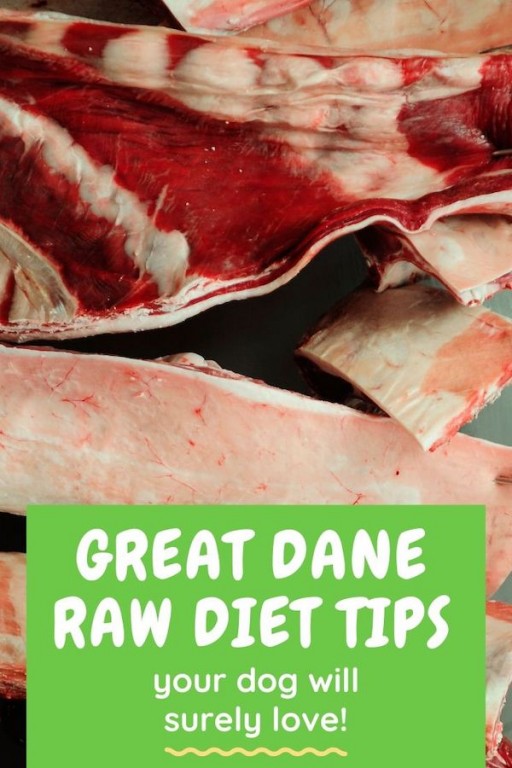 Tips & Tricks on Implementing a Raw Diet for Great Danes