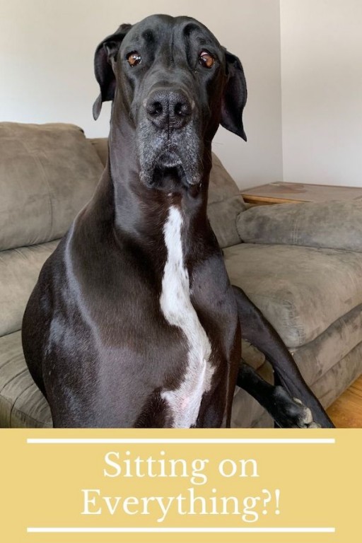 Why Do Great Danes Sit On Everything? Great Dane Care