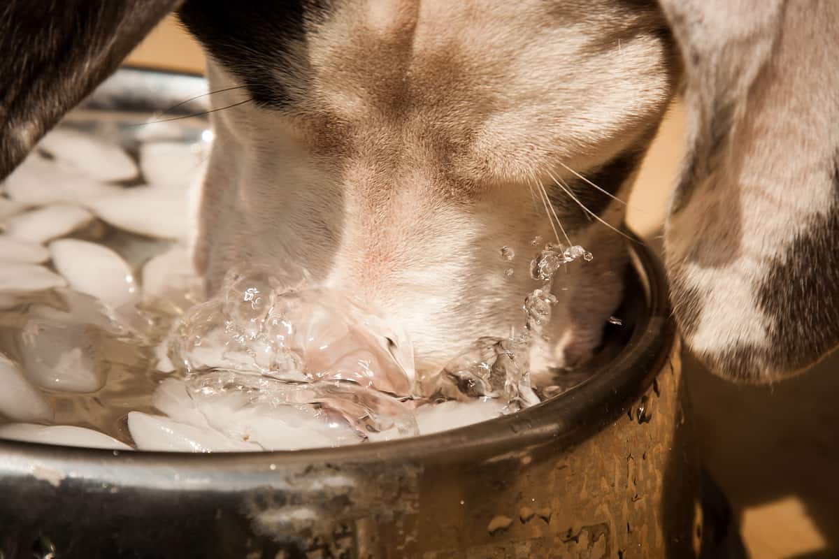 Great Dane drinking from water bowl