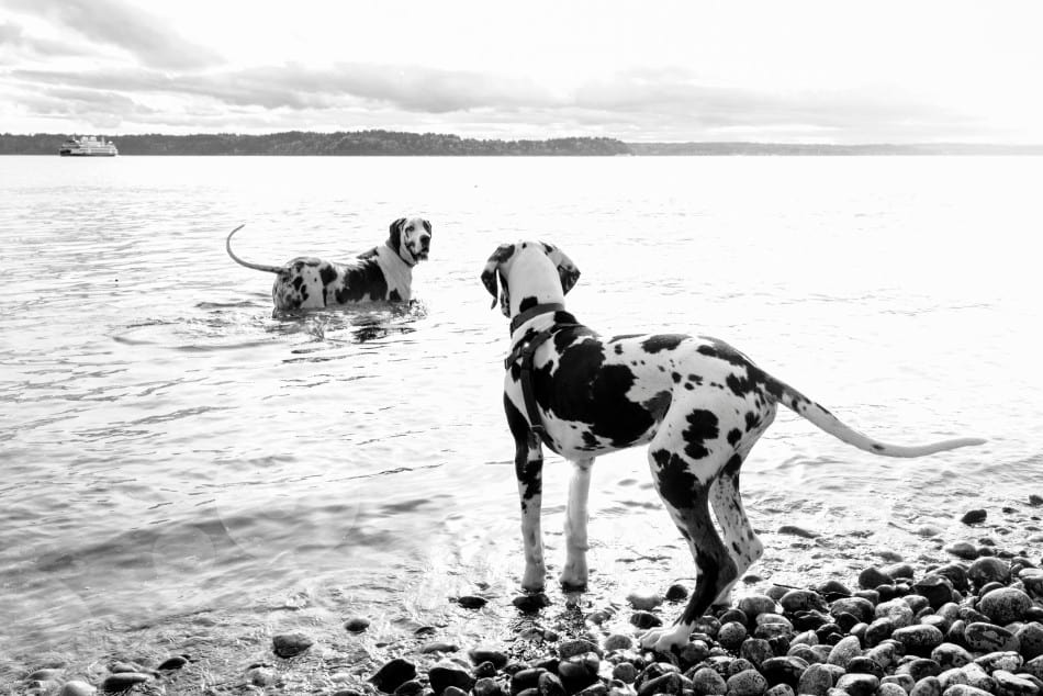 are great danes good swimmers