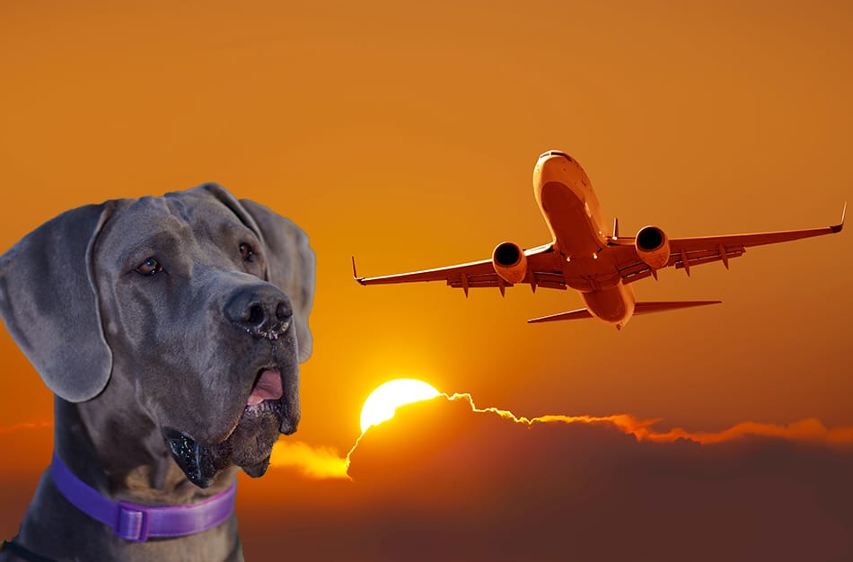 how to get your dog to travel on a plane