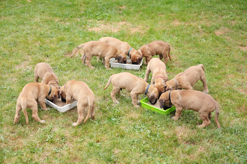 Feeding great 2025 dane puppy