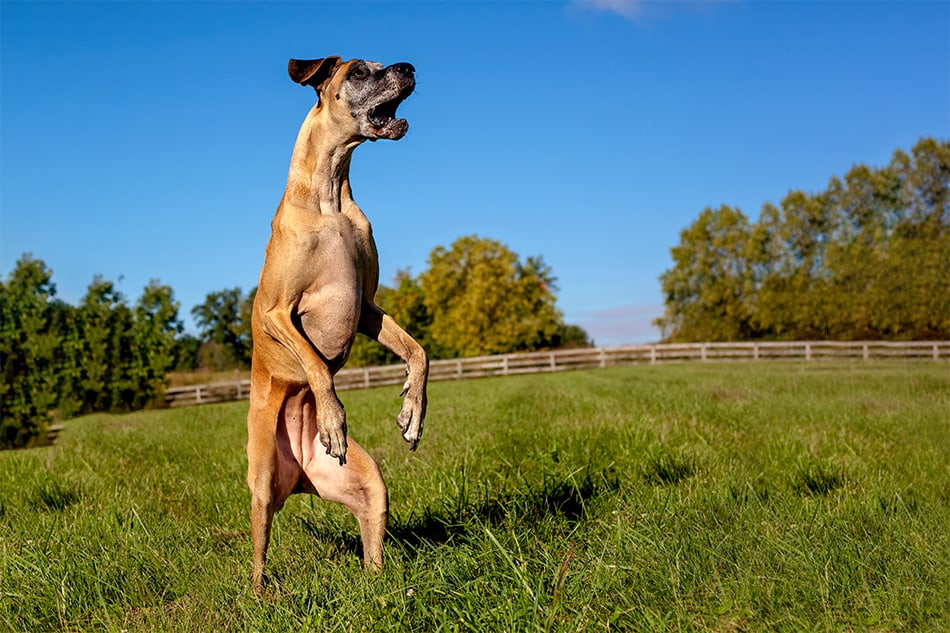 great dane jumping