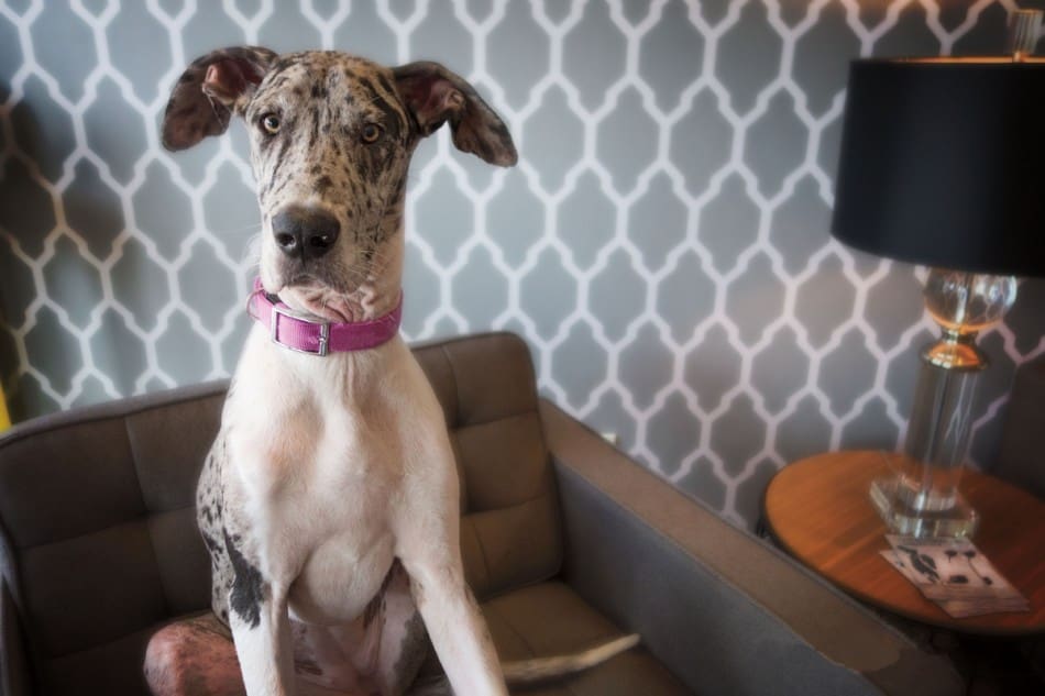 Merle Great Dane sitting on couch