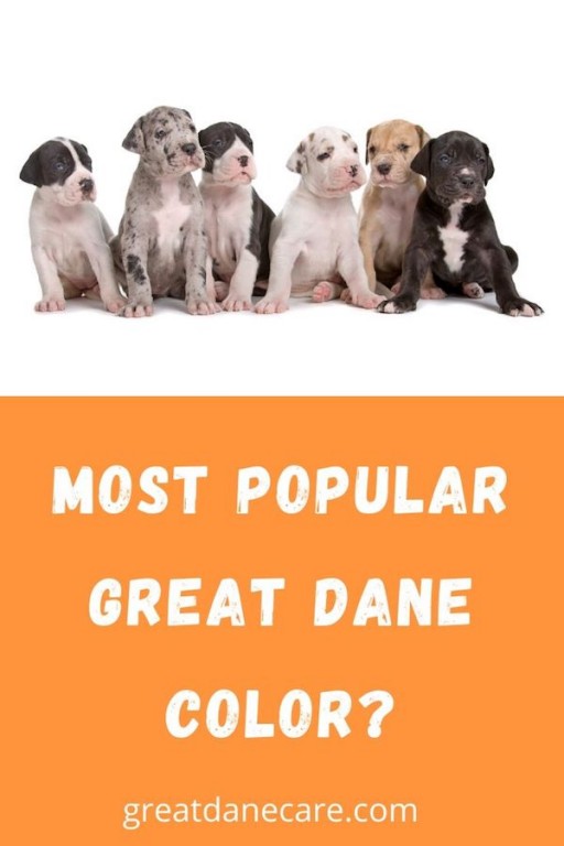 What is the Most Popular Great Dane Color? - Great Dane Care
