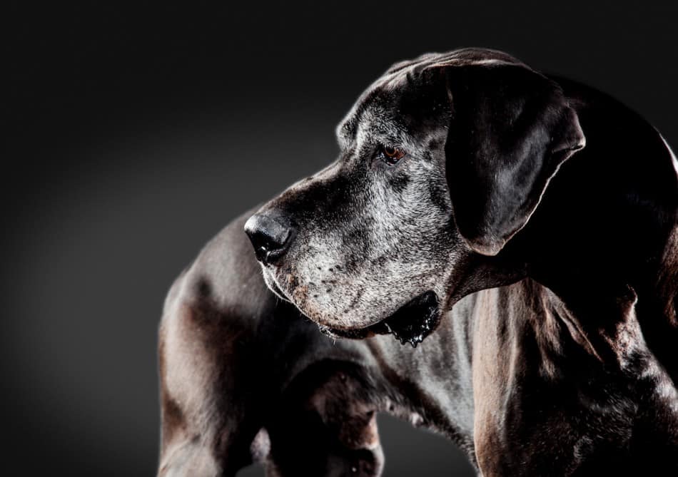 How Long Do Great Danes Live Great Dane Care   Old Great Dane Against Dark Background 