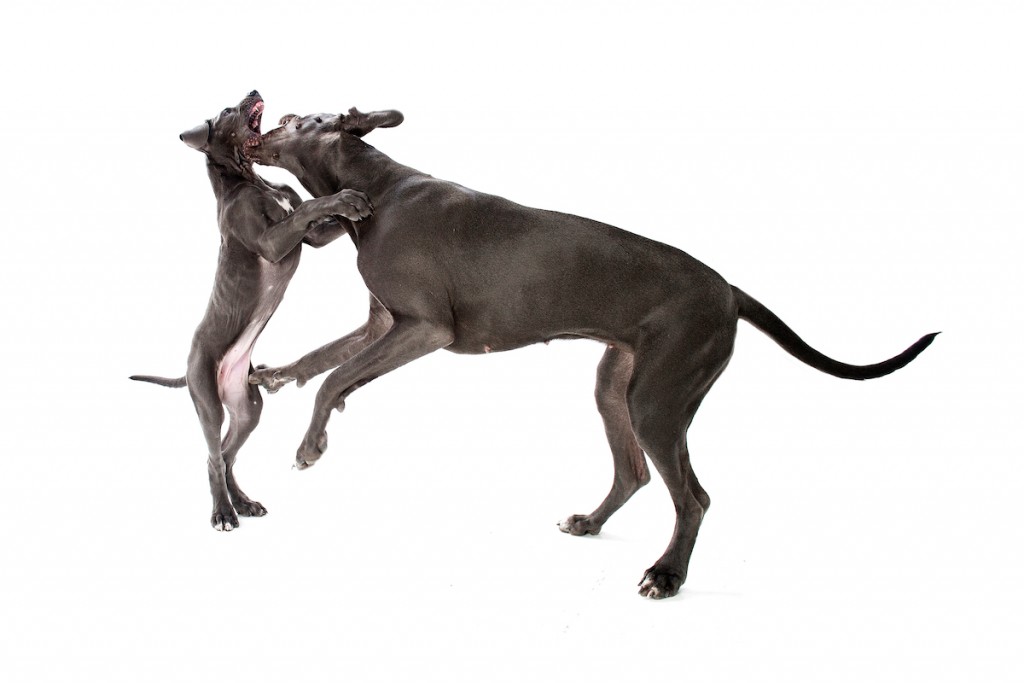 Great Danes playing and biting