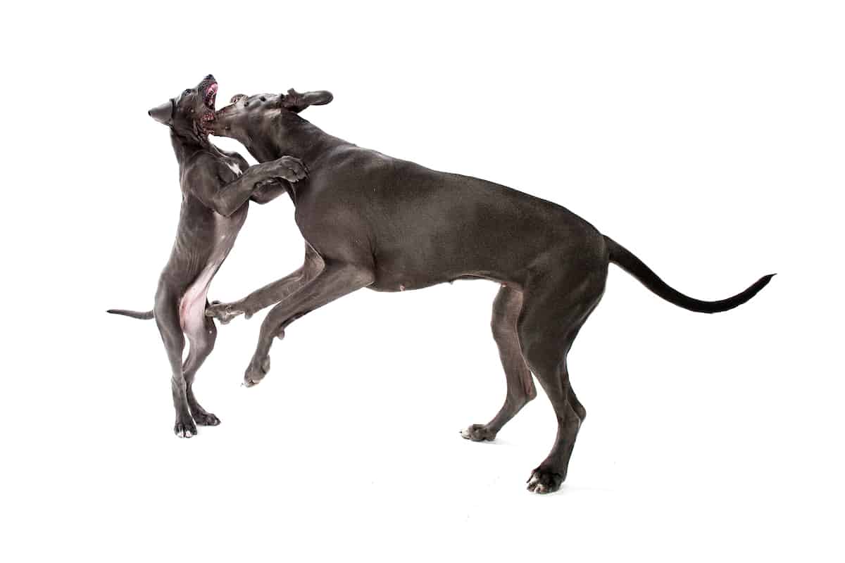 Aggressive great discount dane puppy