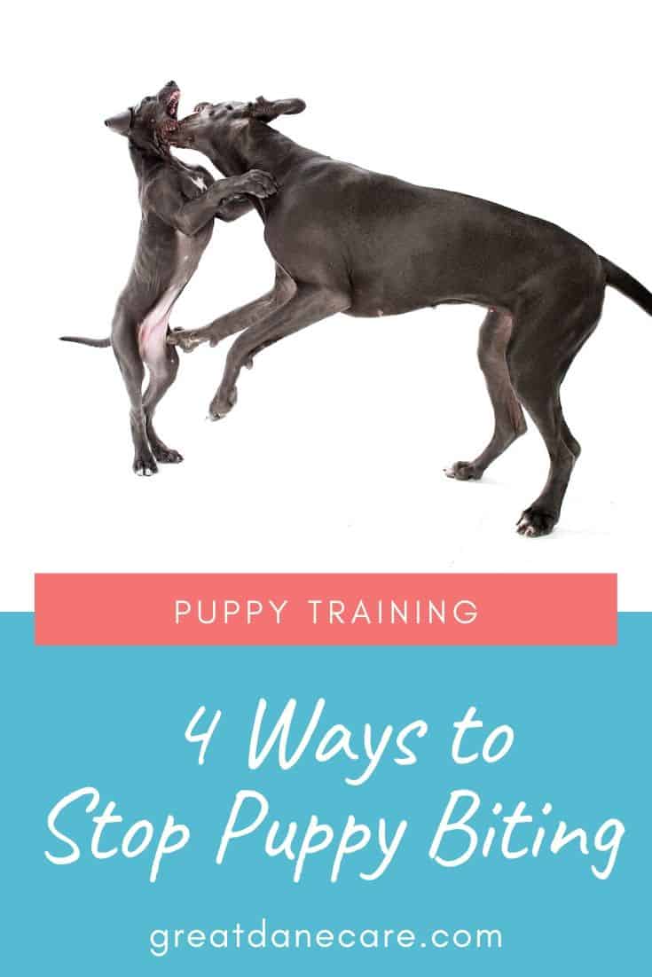 How to Stop My Great Dane Puppy from Biting Great Dane Care