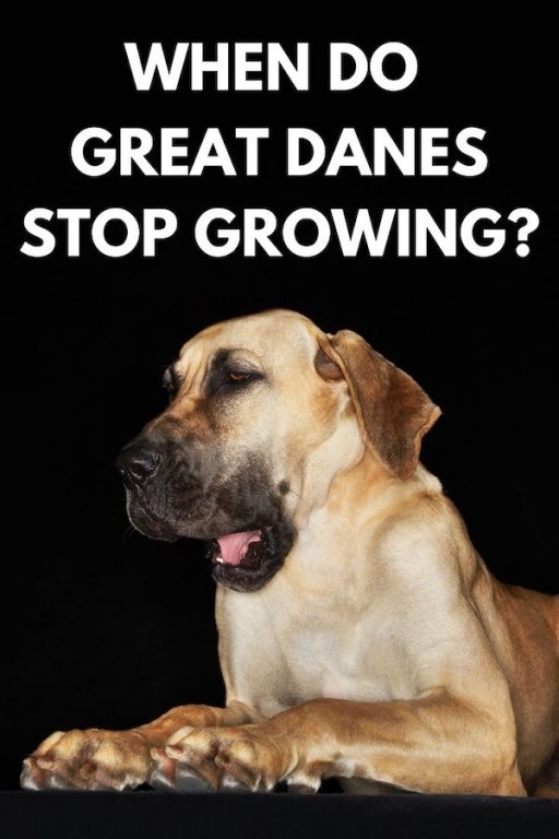 When Do Great Danes Stop Growing? (Growth & Weight Chart) Great Dane Care