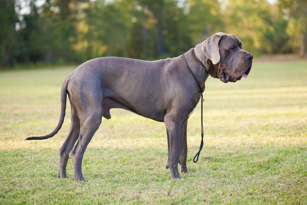 how many puppies can a great dane have