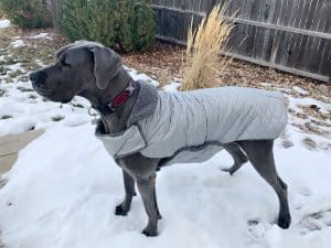 Coats for great dane 2024 dogs