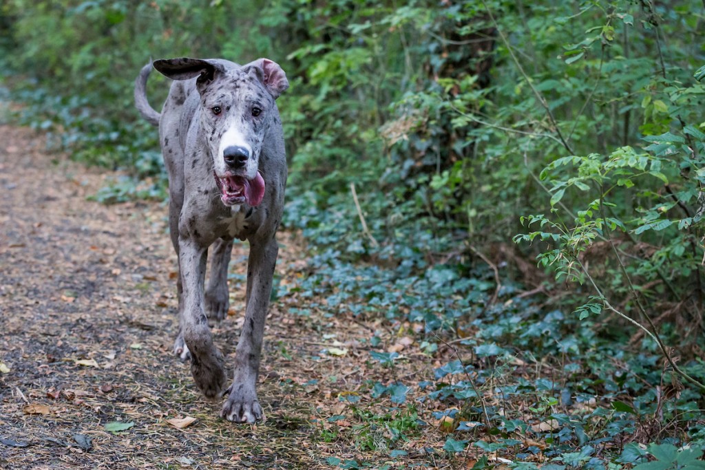 When do Great Danes stop growing taller and heavier