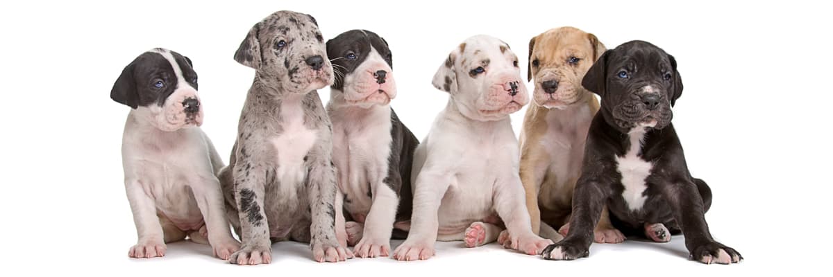 Find Great Dane Breeders Near You Complete List By State