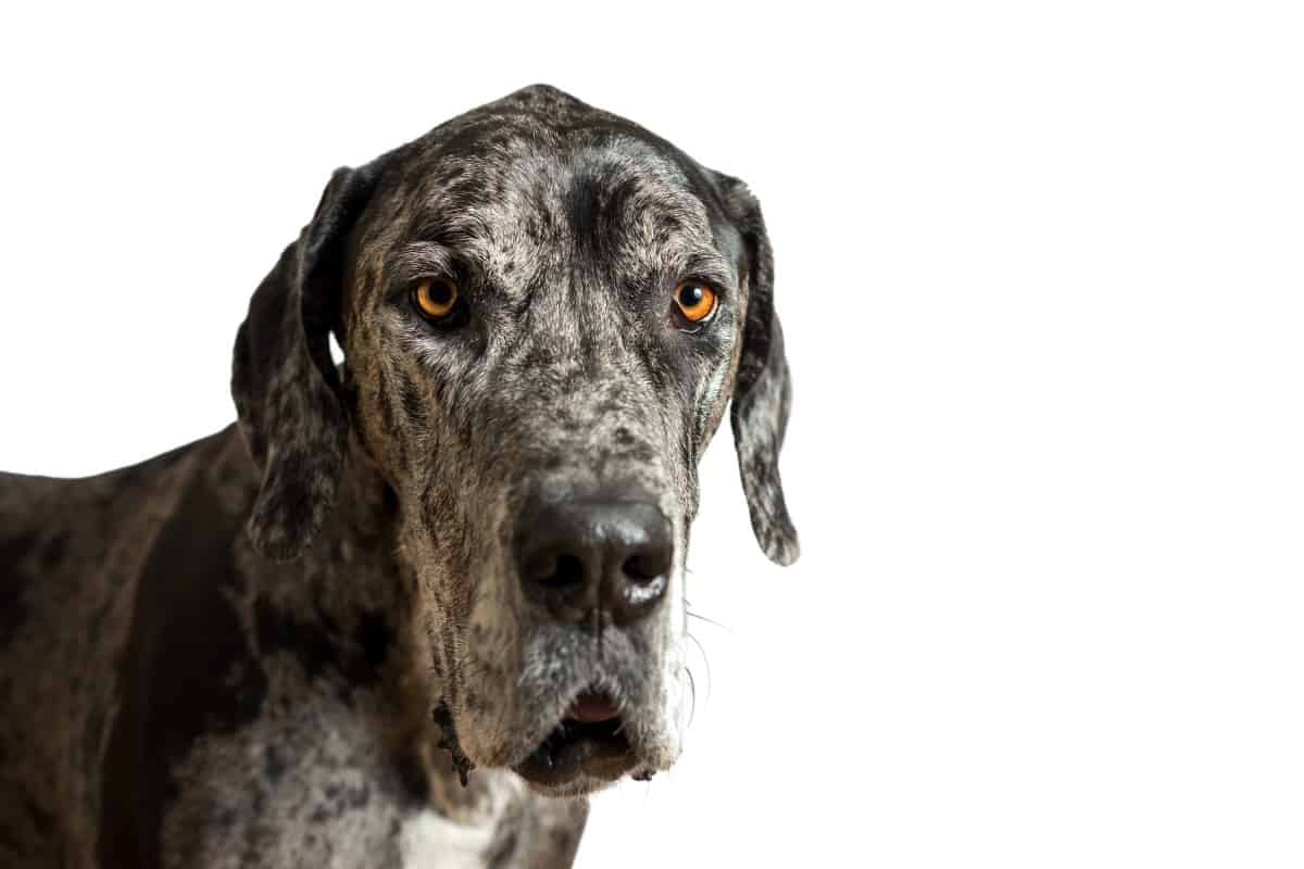 merle great dane