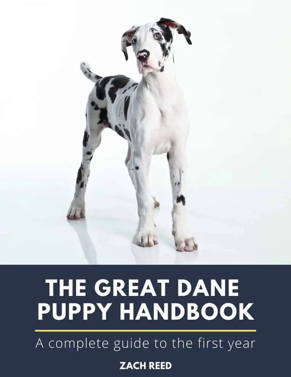 Great dane hot sale spay