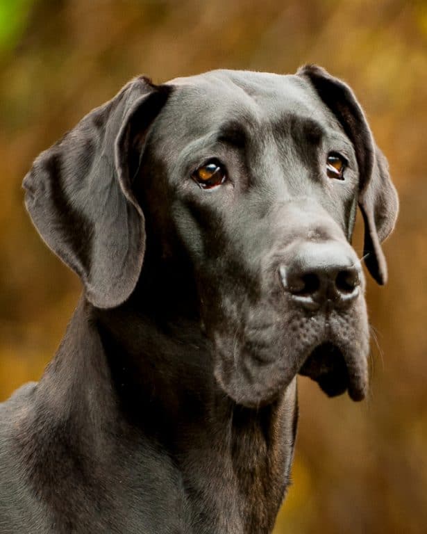 close up of great dane head