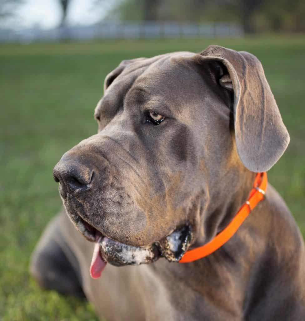 great dane with natural ear