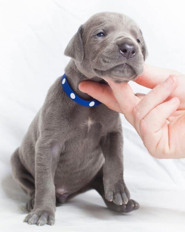 great dane puppy