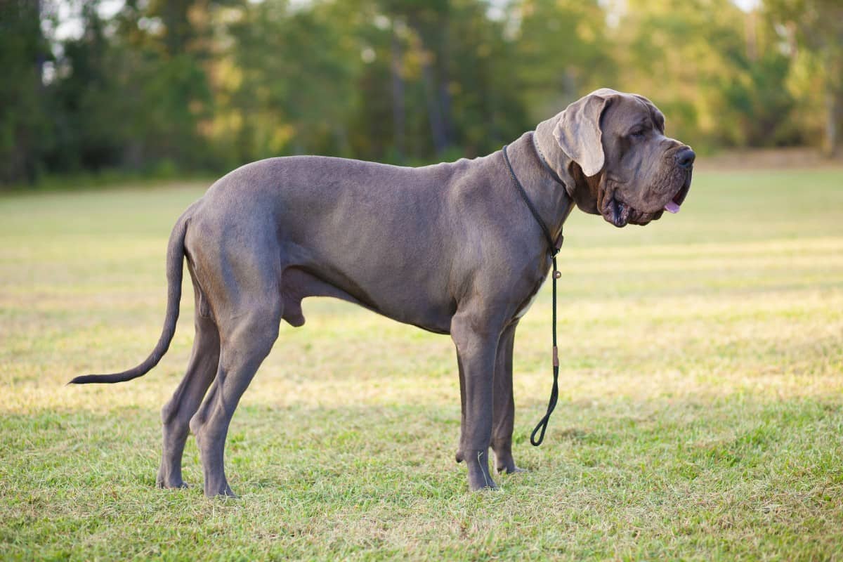 Buff great hot sale dane