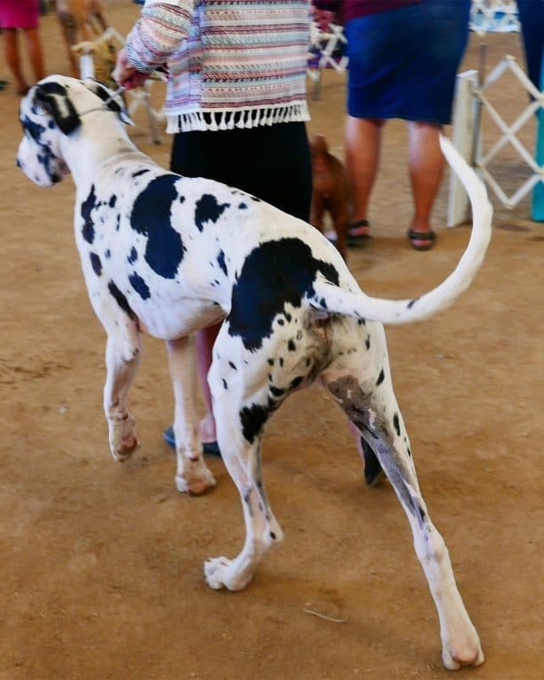 great dane tail