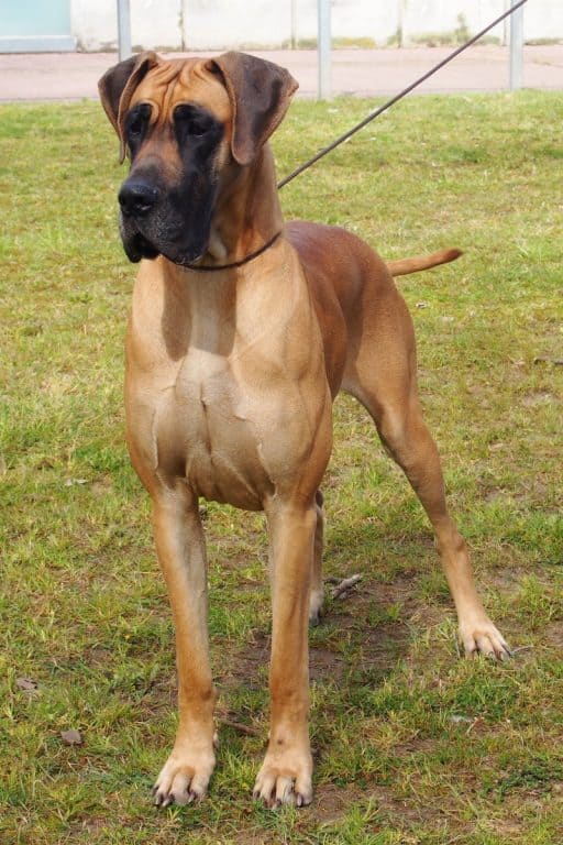 muscular great dane