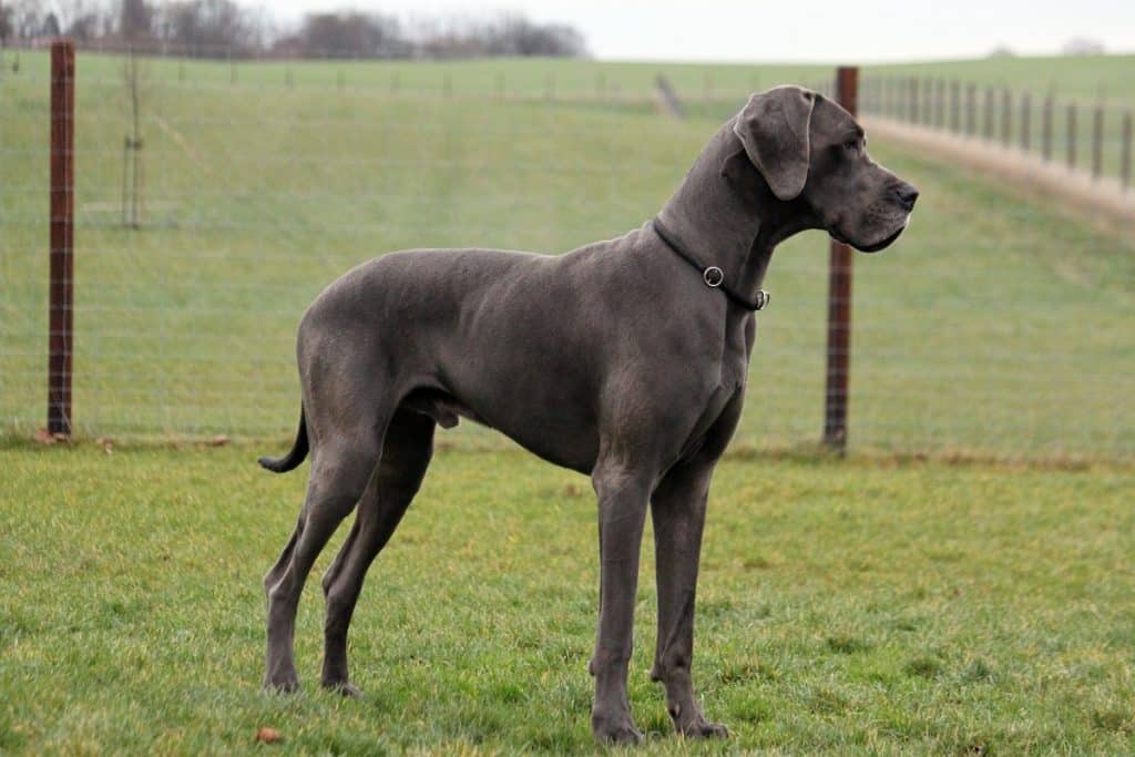 is great dane a mastiff