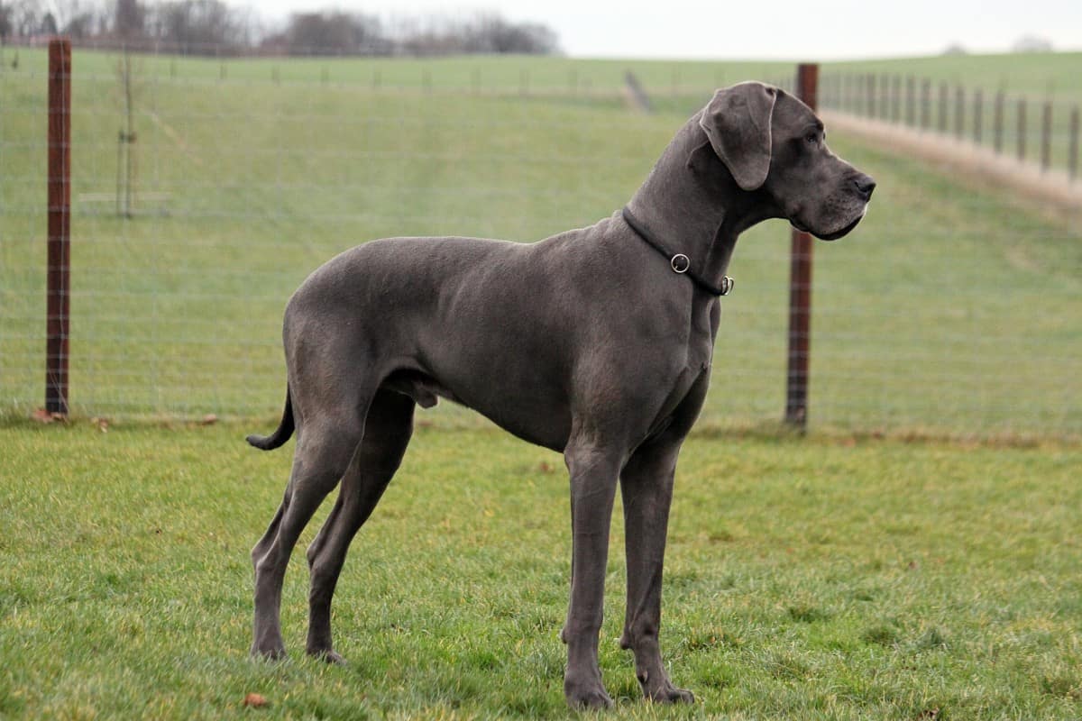 chocolate brown great dane puppies