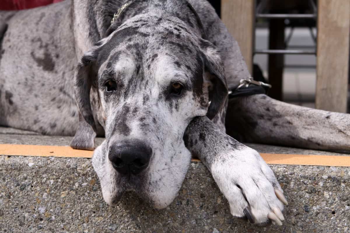 Are Great Danes Lazy? What you can expect from this giant breed