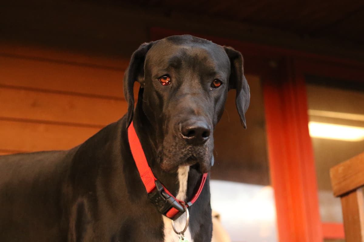 are great dane dogs dangerous