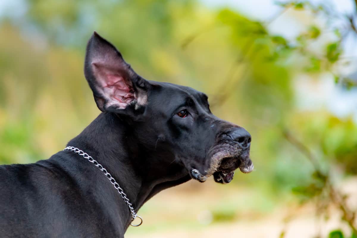 This Is Why Great Danes Chatter Their Teeth! - Great Dane Care