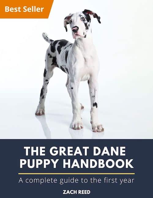 The Ultimate Great Dane Puppy Guide 