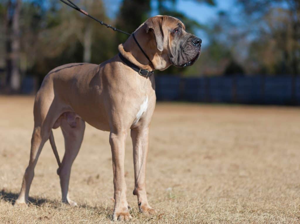 should i get a male or female great dane