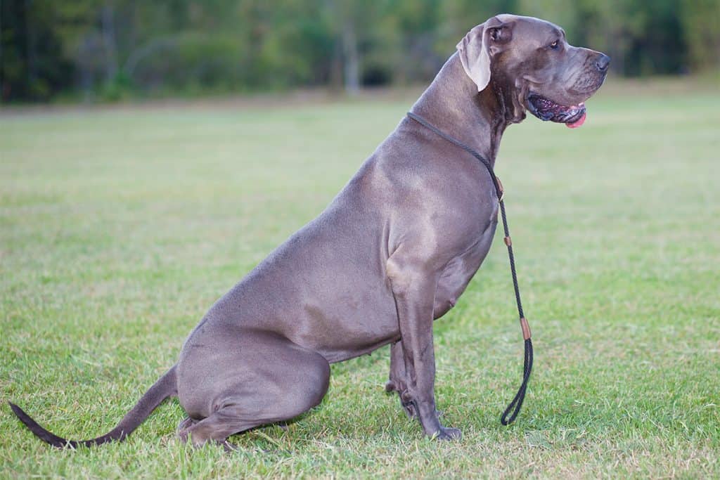 why do great danes lean