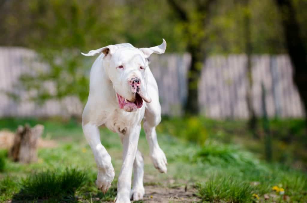 white great dane