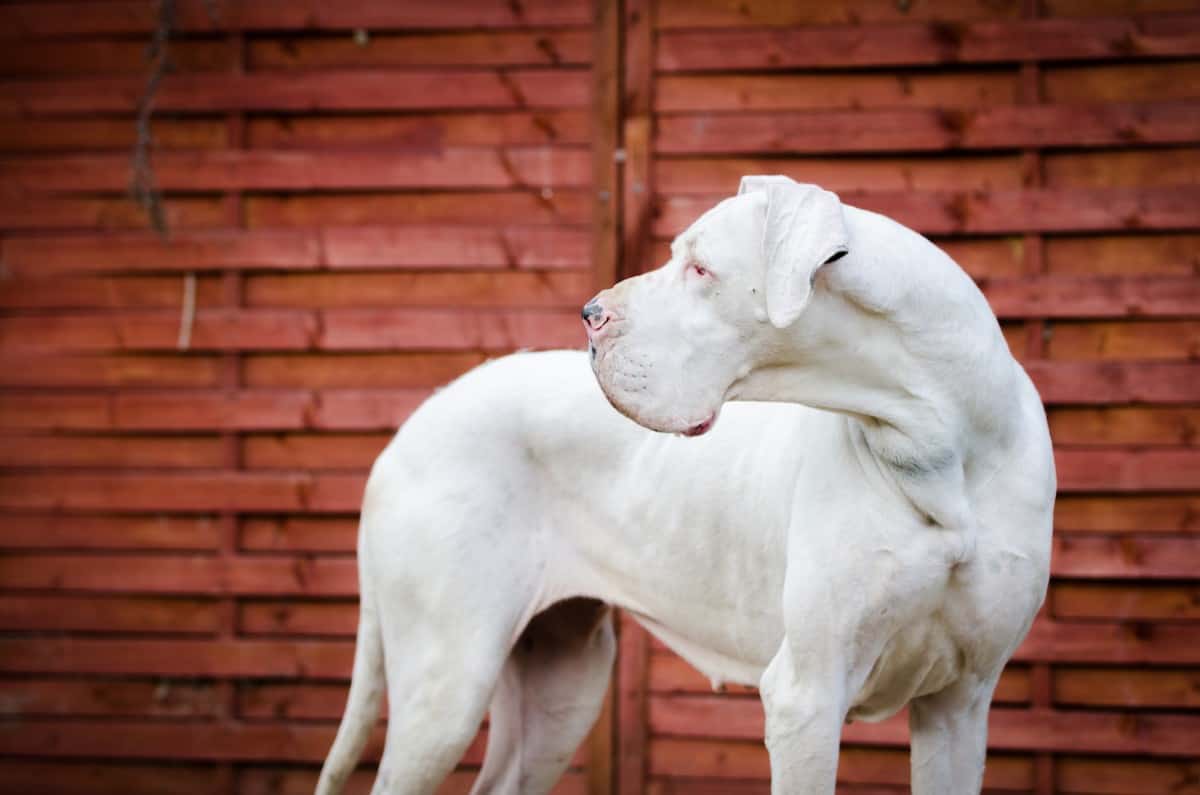 White Great Dane Dog