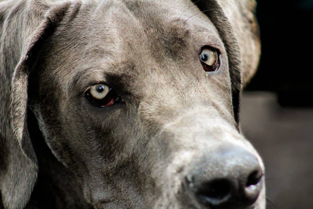 are-male-or-female-great-danes-better-great-dane-care