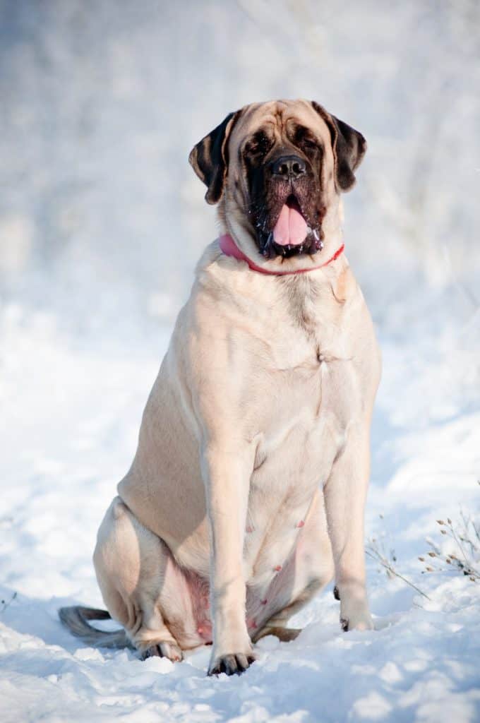 Is a Great Dane a Mastiff? - Great Dane Care