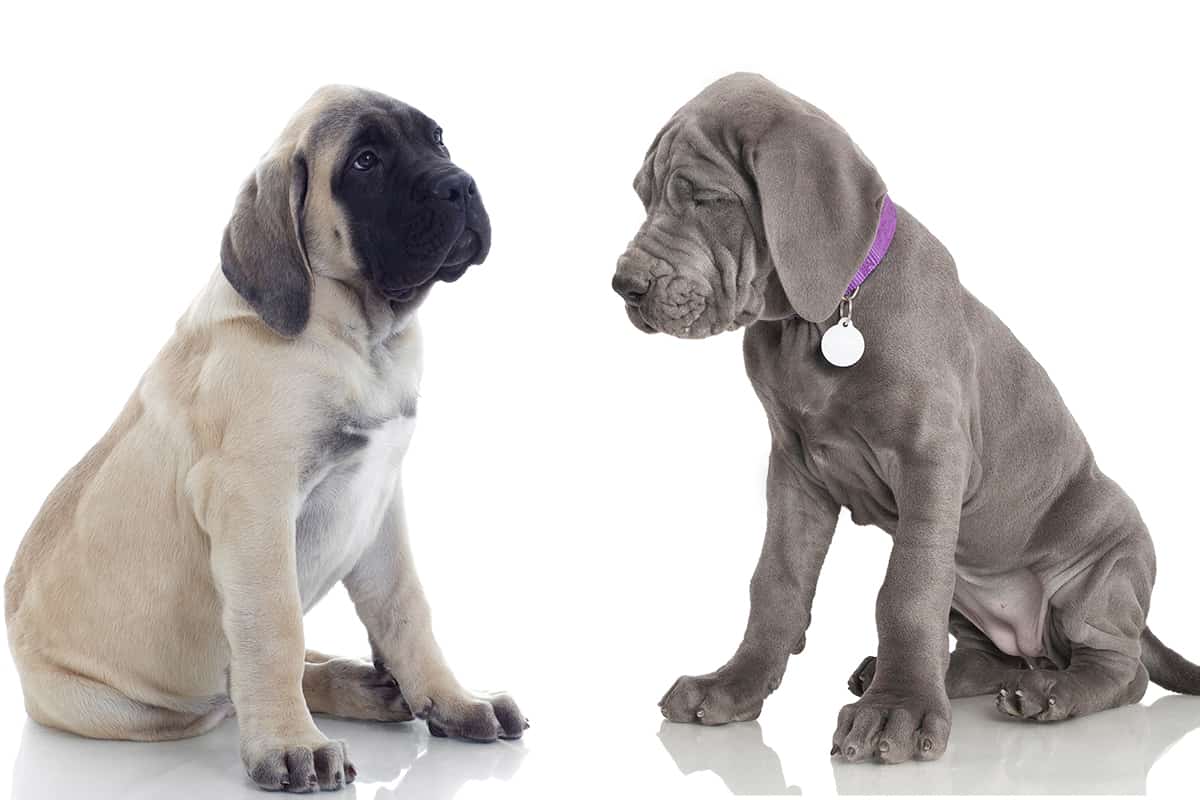 How much should a shop great dane puppy eat