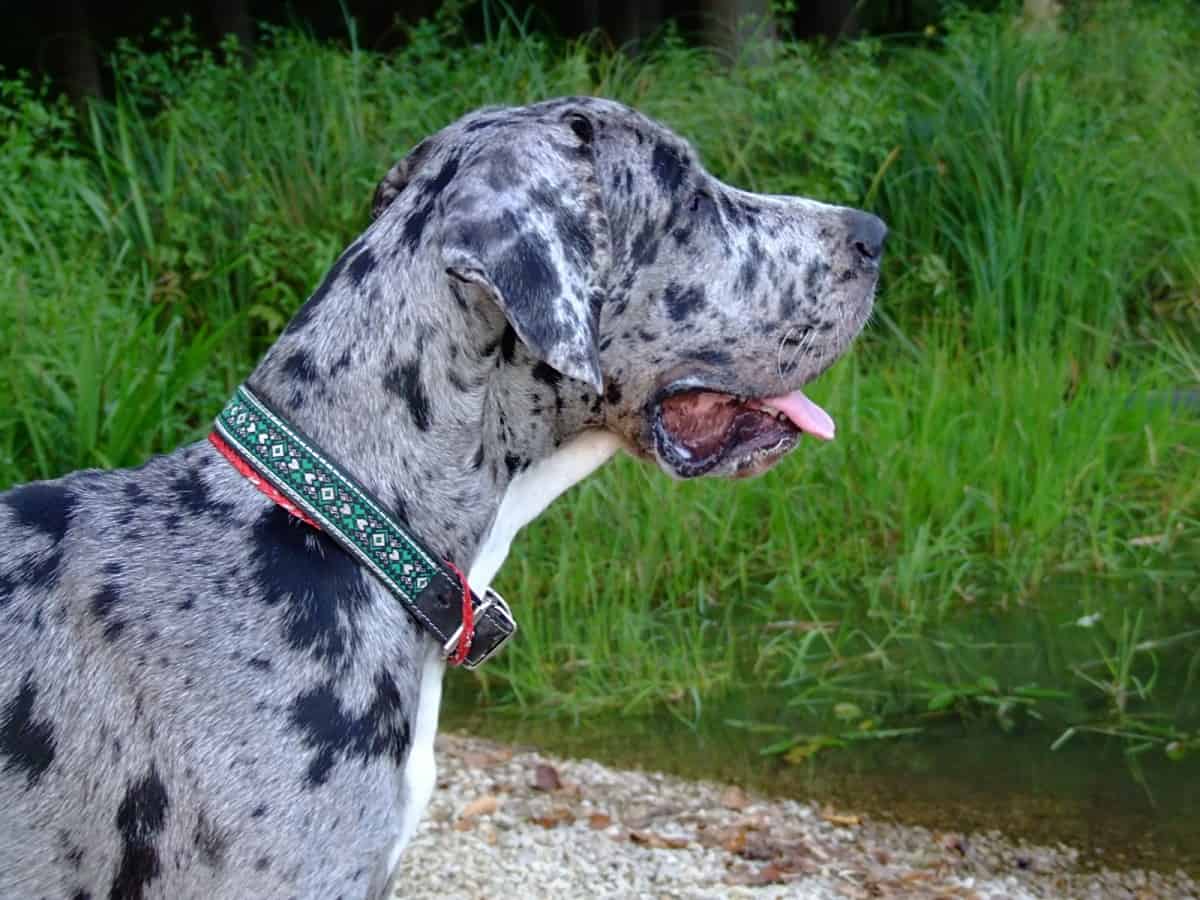 blue merle great dane puppy