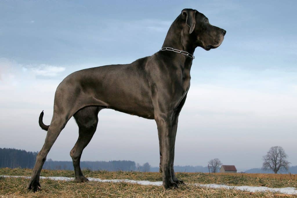 are great danes easy to train