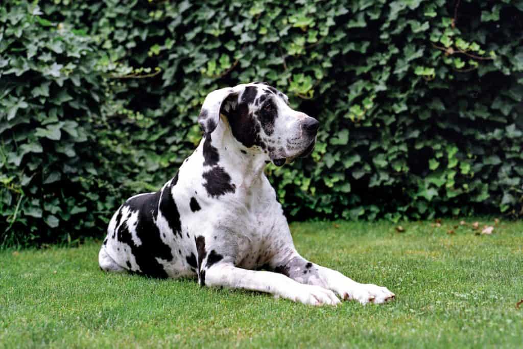 dane dog harlequin grass danes breed breeds eat facts temperament spots octavian lazar istock lots care