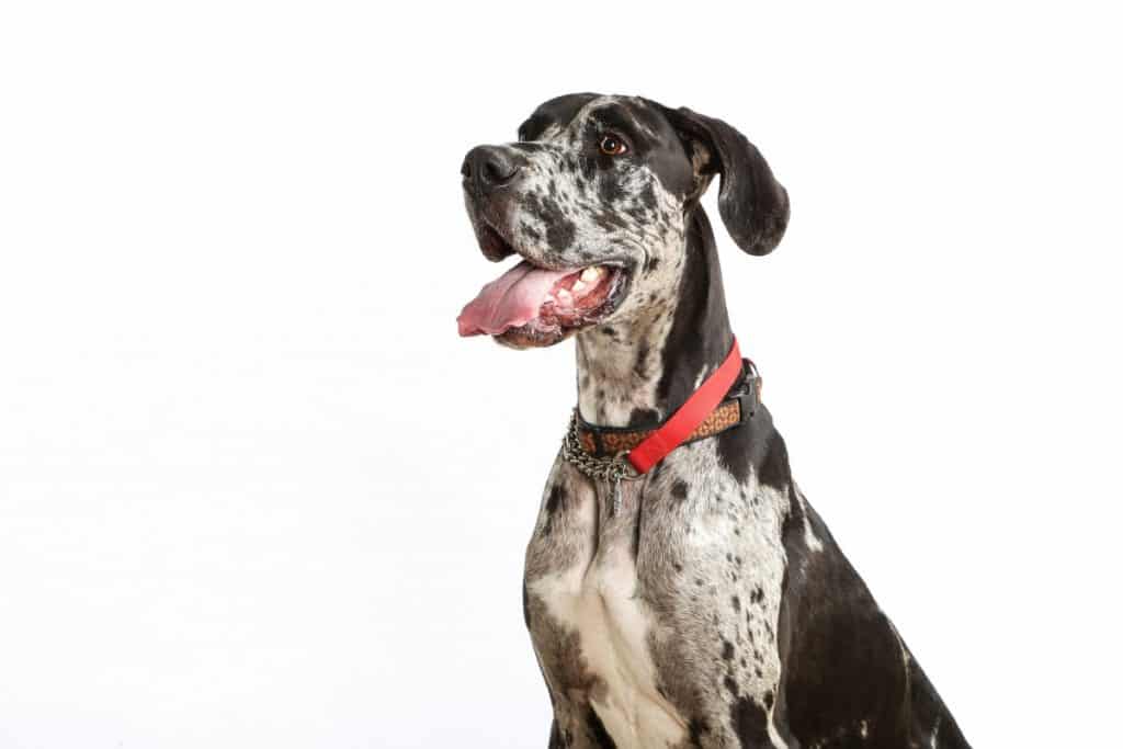 The Best Supplements for Great Danes 