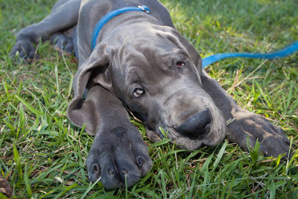 dog wants to eat grass